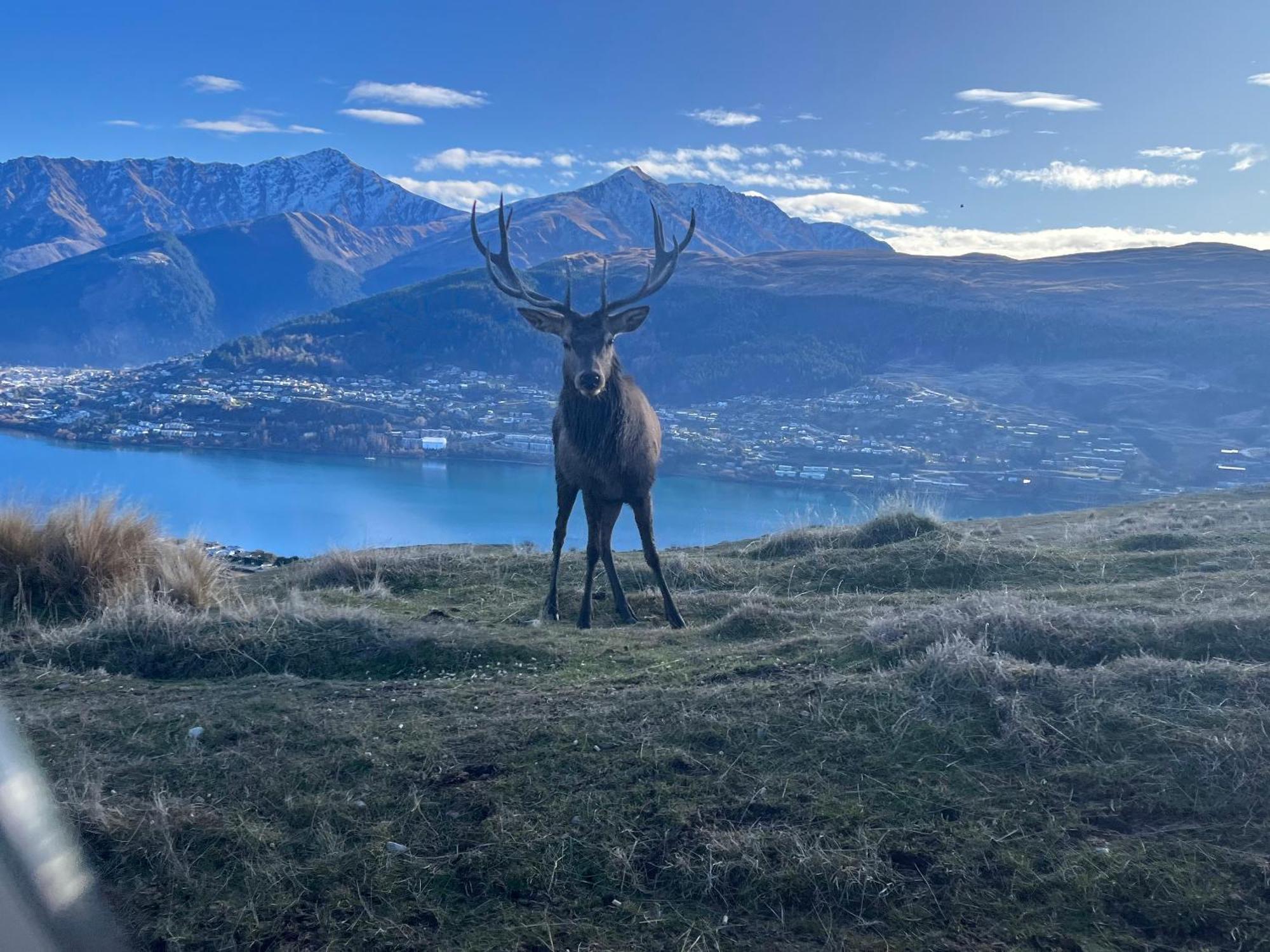 East Rock Leilighet Queenstown Eksteriør bilde